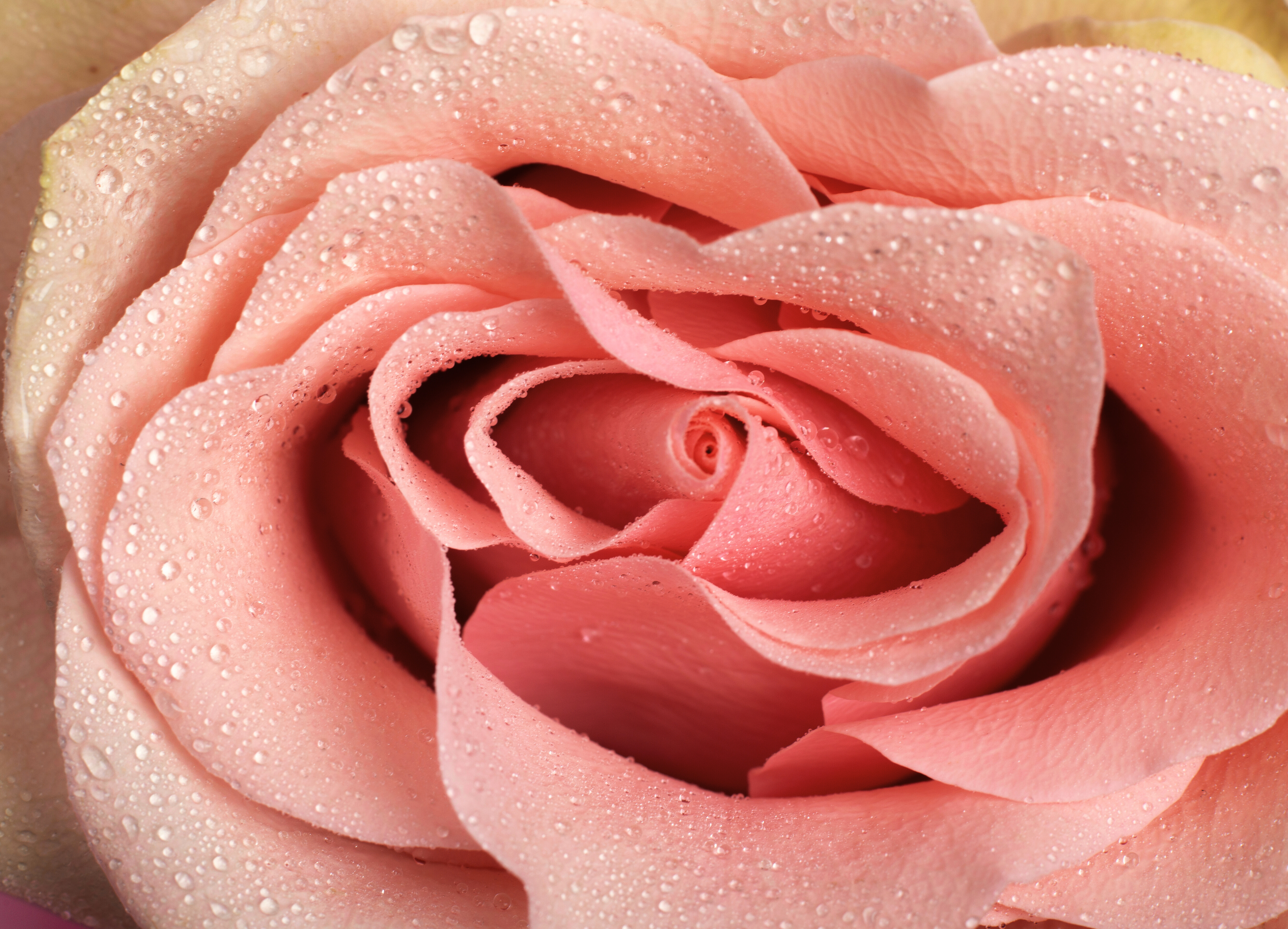 Understanding Labiaplasty Costs: A Patient Guide